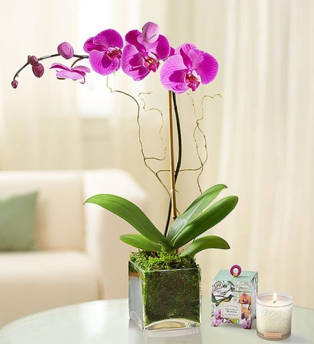Elegant Orchid